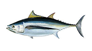 Albacore