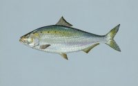 American Shad