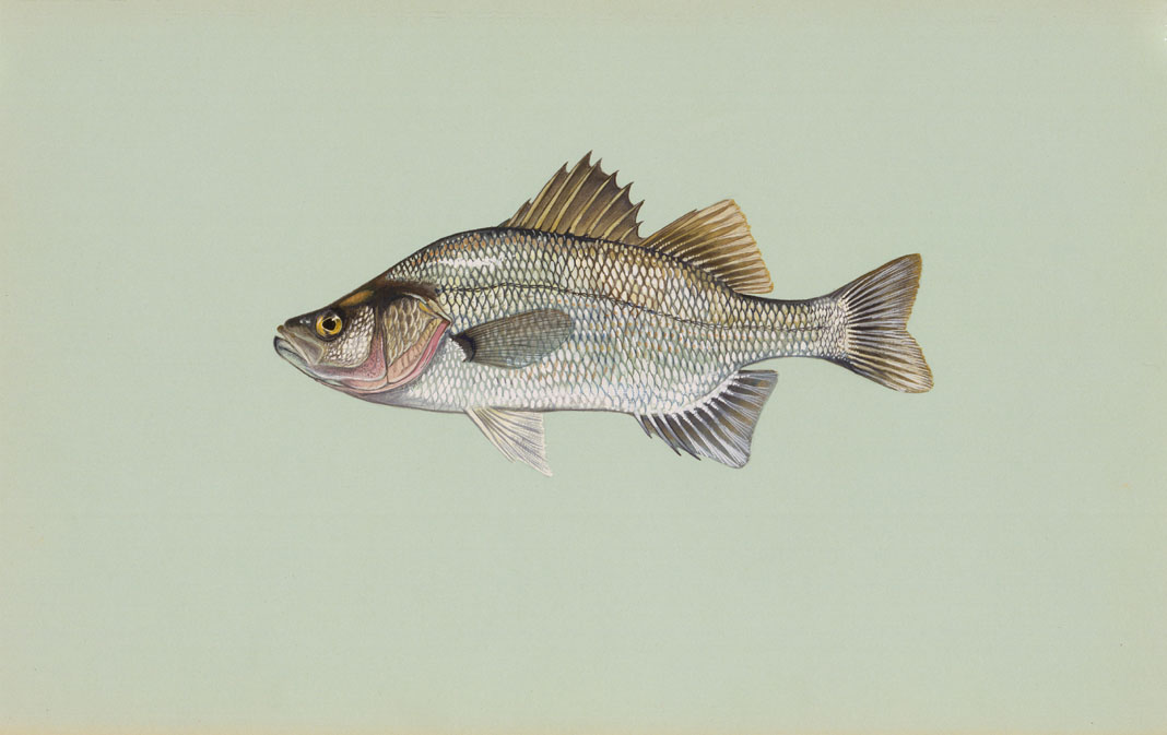 White Perch Source: Raver, Duane. http://images.fws.gov. U.S. Fish and Wildlife Service.