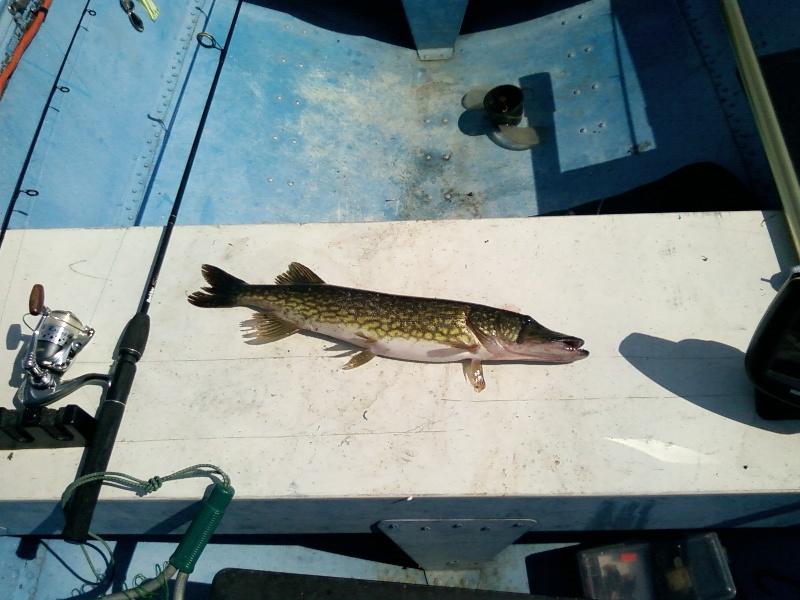 18" Pickerel