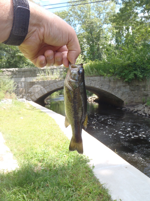 Baby Largemouth