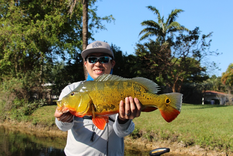 7lb Butterfly Peacock bass