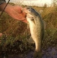 Neshoba County Lake 