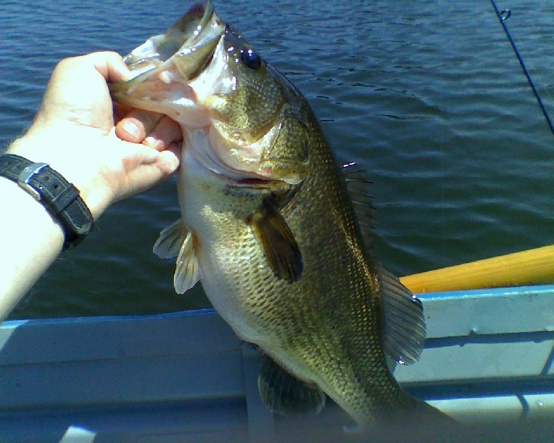 Largemouth